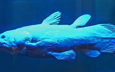 Homo Aprilis Fatuus ? C’est une nouvelle espèce humaine découverte  !