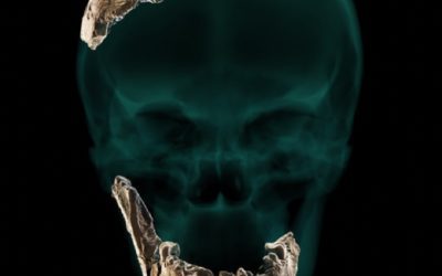 Homo Nesher Ramla : une nouvelle espèce d’Homo sapiens ?