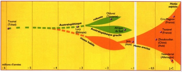 Arbre de l’évolution, Hatier, 2007, p. 18