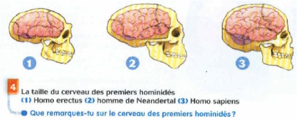 Frise de crânes Belin, 2010, p. 19
