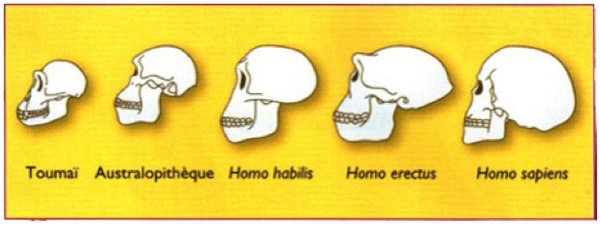 L'évolution humaine illustrée par des crânes, Hachette 2007